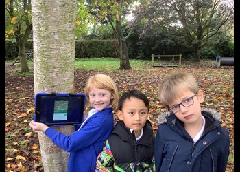 We used the Woodlands Trust App to identify the Cherry tree on the field using its bark.